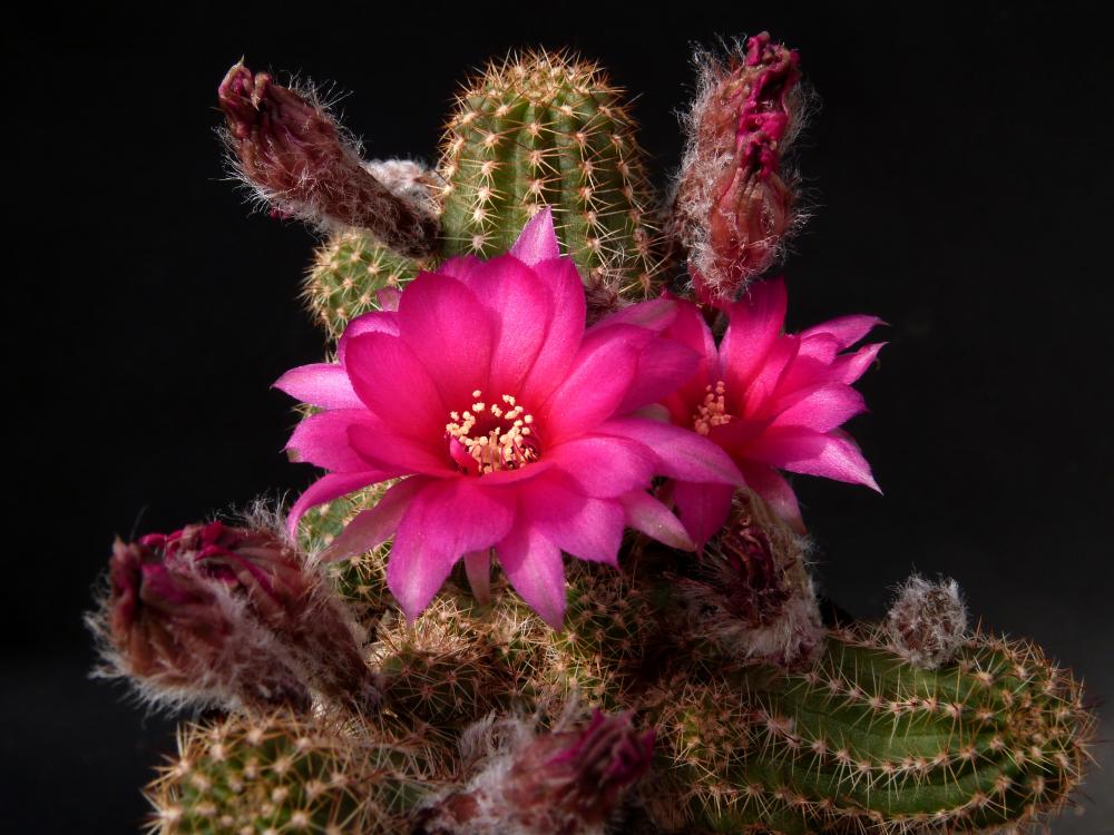 Chamaecereus